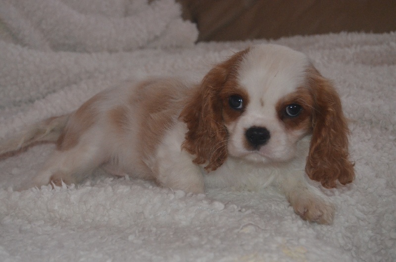 du domaine de l'ostrevent - Cavalier King Charles Spaniel - Portée née le 10/12/2014