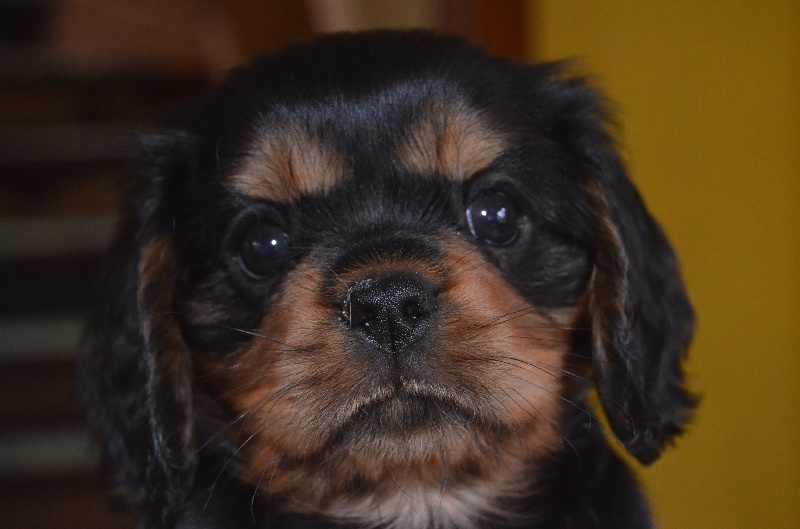 du domaine de l'ostrevent - Cavalier King Charles Spaniel - Portée née le 01/10/2014