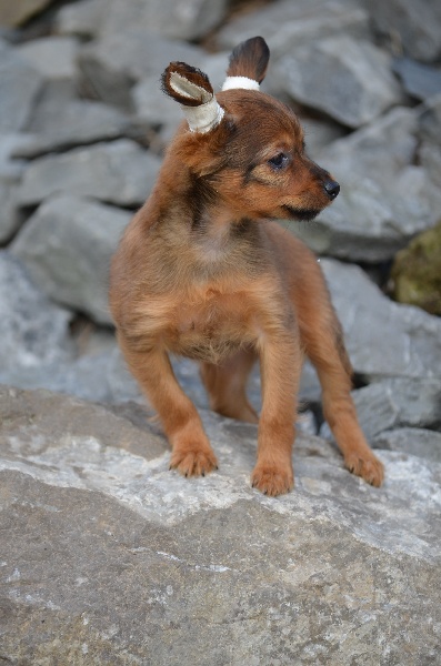 du domaine de l'ostrevent - Russkiy Toy (Petit Chien Russe) - Portée née le 26/08/2015