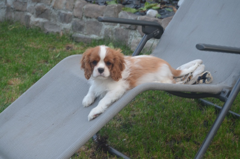 du domaine de l'ostrevent - Cavalier King Charles Spaniel - Portée née le 30/05/2013