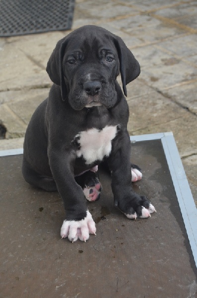 du domaine de l'ostrevent - Dogue allemand - Portée née le 23/11/2012