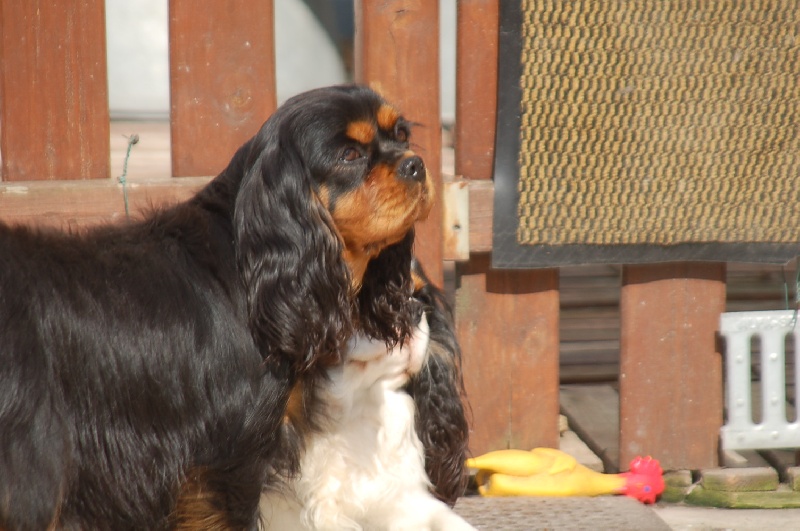 du domaine de l'ostrevent - Cavalier King Charles Spaniel - Portée née le 01/12/2011