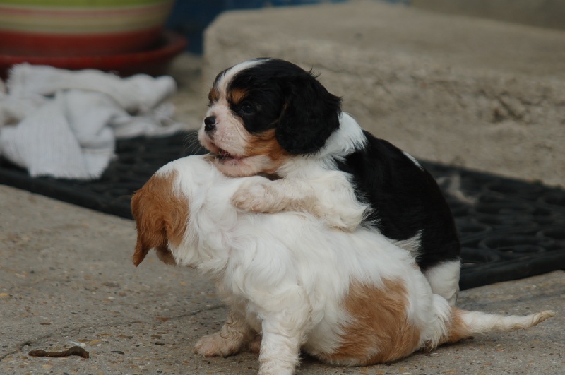 du domaine de l'ostrevent - Cavalier King Charles Spaniel - Portée née le 07/06/2008