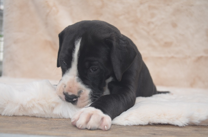 du domaine de l'ostrevent - Dogue allemand - Portée née le 30/08/2013