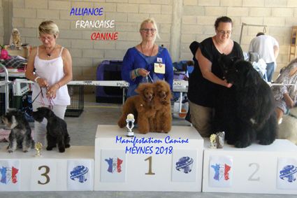 des seigneurs de Posquiere - MANIFESTATION CANINE AFC à Meynes