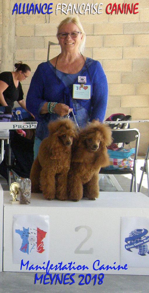 des seigneurs de Posquiere - MANIFESTATION CANINE AFC à Meynes