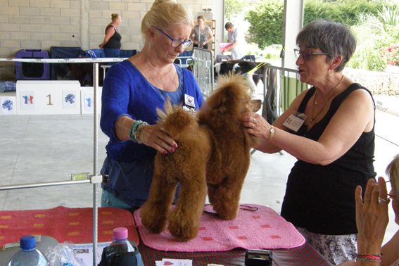 des seigneurs de Posquiere - MANIFESTATION CANINE AFC à Meynes