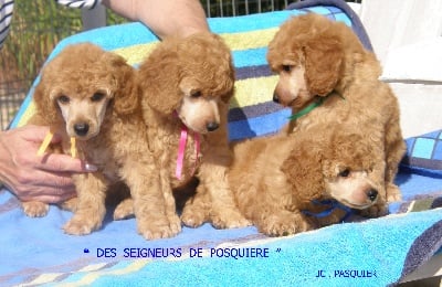 des seigneurs de Posquiere - LES CHIOTS DANS LE JARDIN -7 SEMAINES