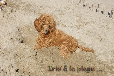 des seigneurs de Posquiere - LA PLAGE EN HIVER ....