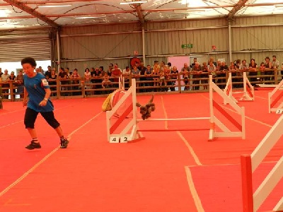 des seigneurs de Posquiere - EXCELLENTS RESULTATS EN AGILITY !!!