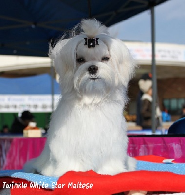 Valma's Signature - ICON TWINKLE WHITE STAR, bientôt sur les rings....