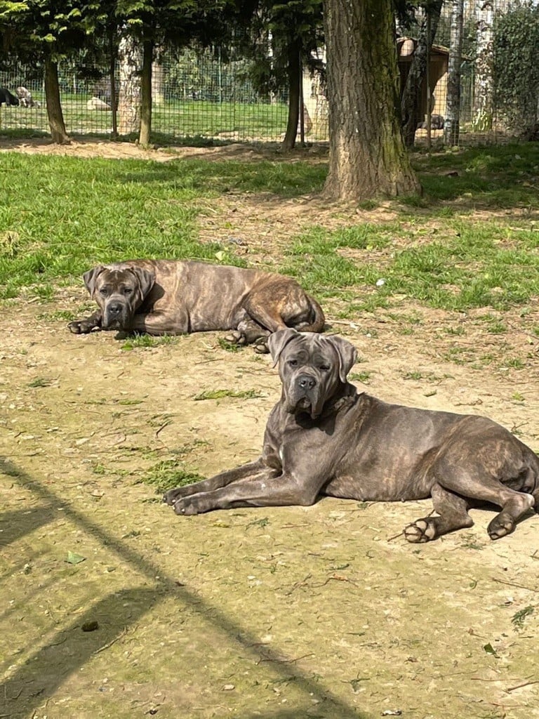 Valma's Signature - Gestation confirmée pour ma belle Romane 