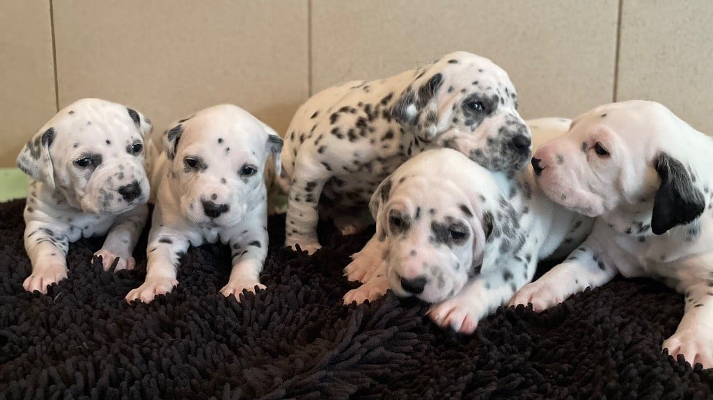 Chiots nés le 6 fevrier de Thea disponible à la réservation 