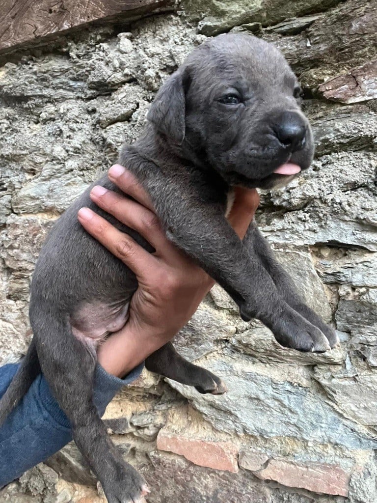 Valma's Signature - Chiots cane corso lof à réserver 