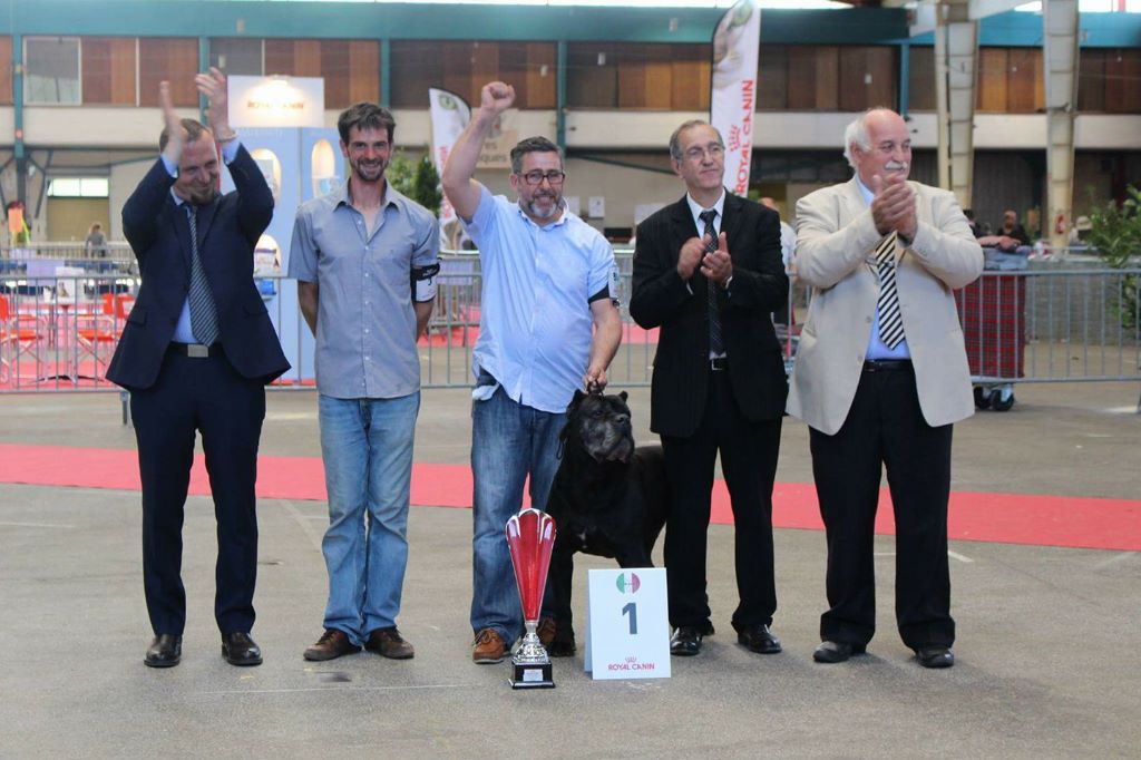 Valma's Signature - National d'élevage Cane Corso à Limoges 2017