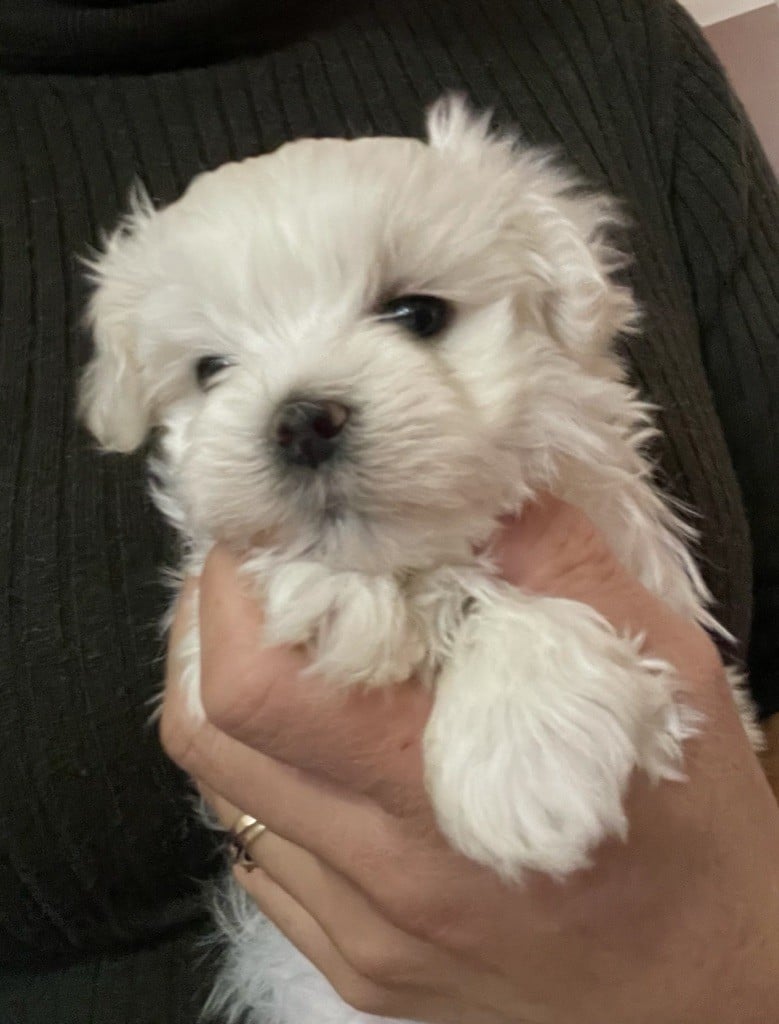 Chiots à réserver pour fin décembre et janvier 