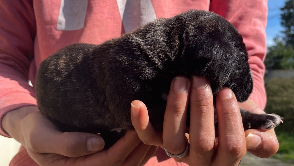 Valma's Signature - Chiots disponibles - Cane Corso