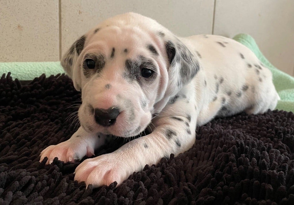 Valma's Signature - Chiots disponibles - Dalmatien