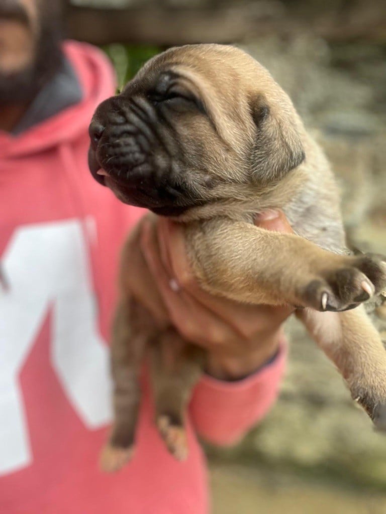 Chiot Cane Corso Valma's Signature