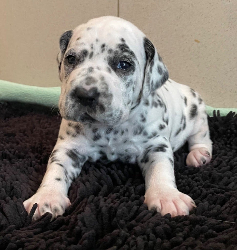 Valma's Signature - Chiots disponibles - Dalmatien