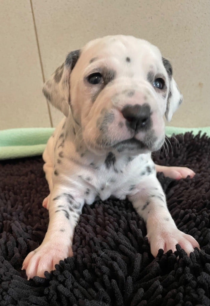 Valma's Signature - Chiots disponibles - Dalmatien