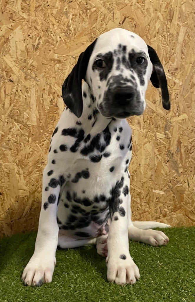 Valma's Signature - Chiots disponibles - Dalmatien