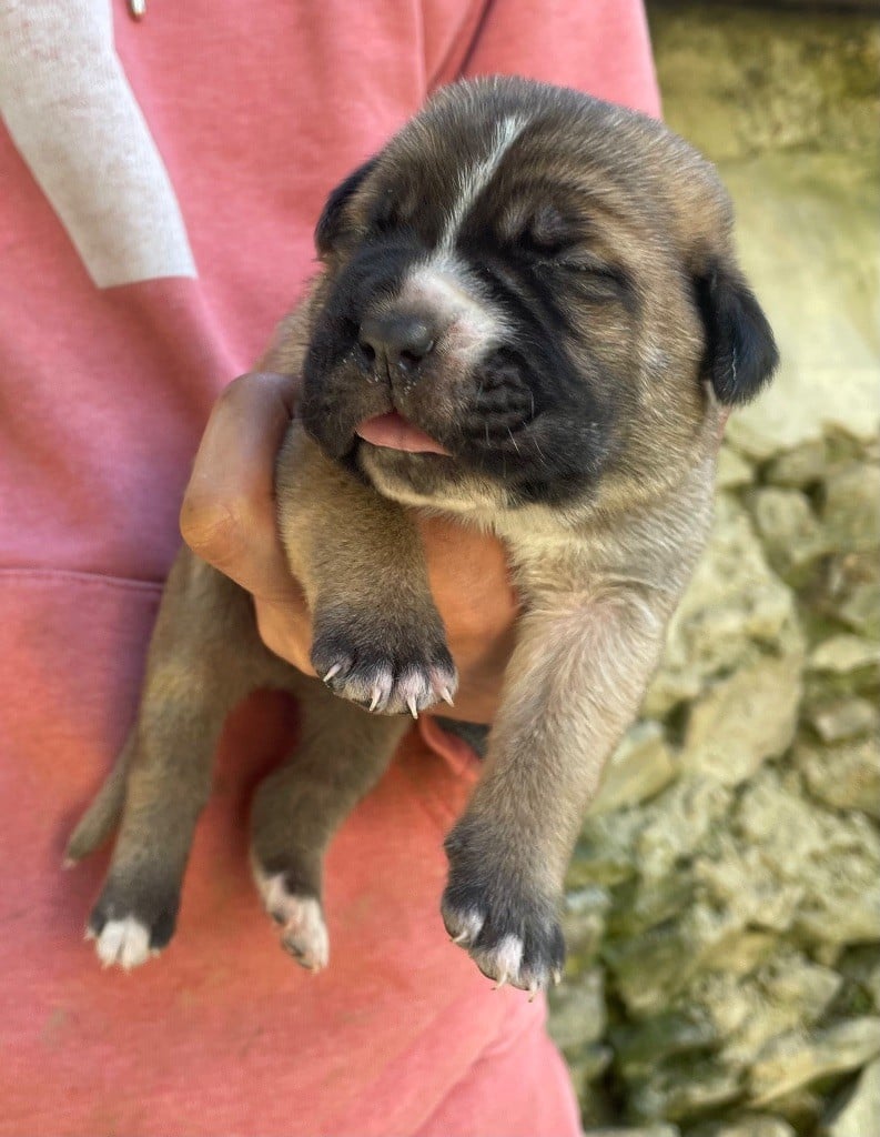 Valma's Signature - Chiots disponibles - Cane Corso