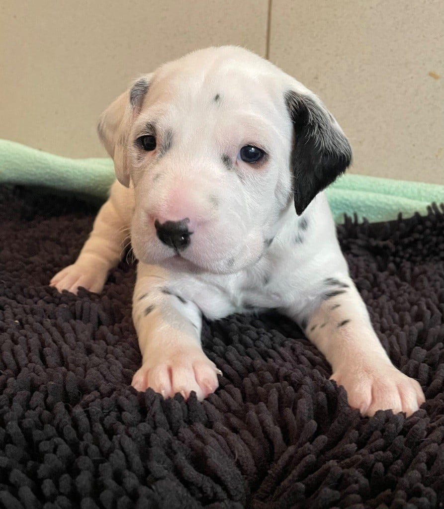 Valma's Signature - Chiots disponibles - Dalmatien