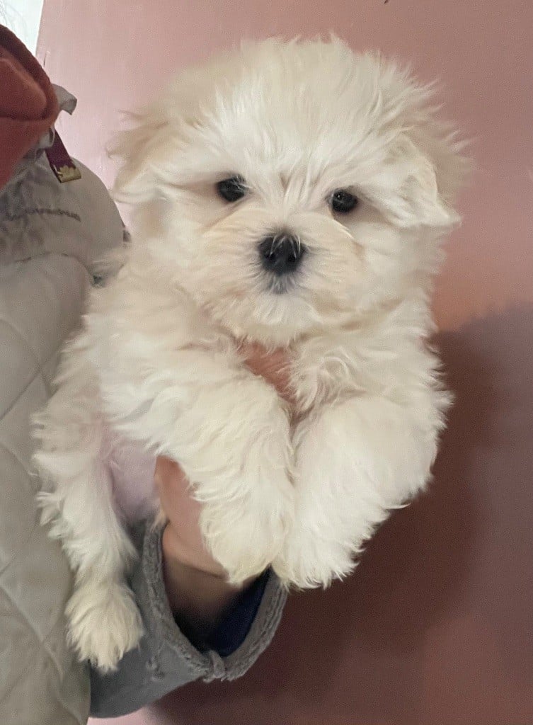 Valma's Signature - Chiots disponibles - Bichon maltais