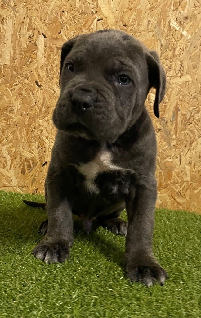 Valma's Signature - Chiots disponibles - Cane Corso