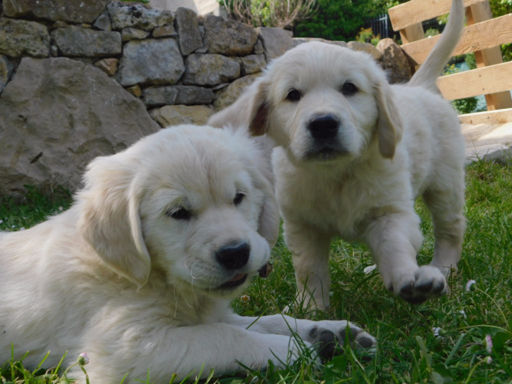 Des Eaux Vives de Tourtour - Golden Retriever - Portée née le 15/03/2017