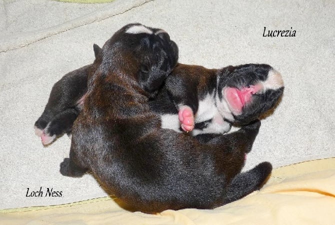 des laquets de Sencours - Les bébés ont 5 jours