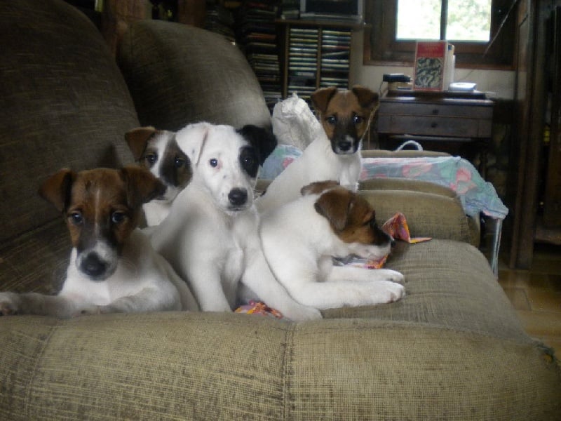 du gai tourtel - Fox Terrier Poil lisse - Portée née le 23/03/2014