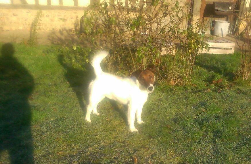 du gai tourtel - Chiots disponibles - Fox Terrier Poil lisse