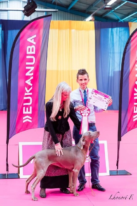 Argentia Mist - Grand prix Top Chien 2015