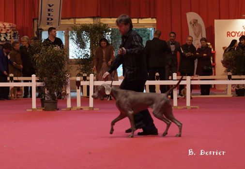 Argentia Mist - Bourges CACIB 2015