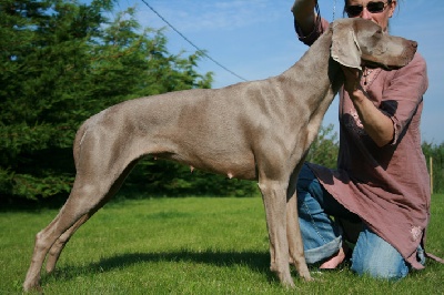 Argentia Mist - CACIB Orléans 2008