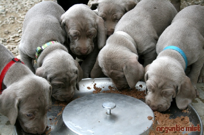 Argentia Mist - Premiers repas pour les chiots!