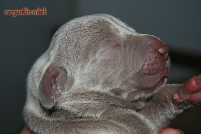 Argentia Mist - Les chiots sont là!