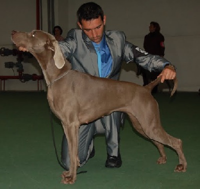 Argentia Mist - World Dog Show 2009- Slovakie