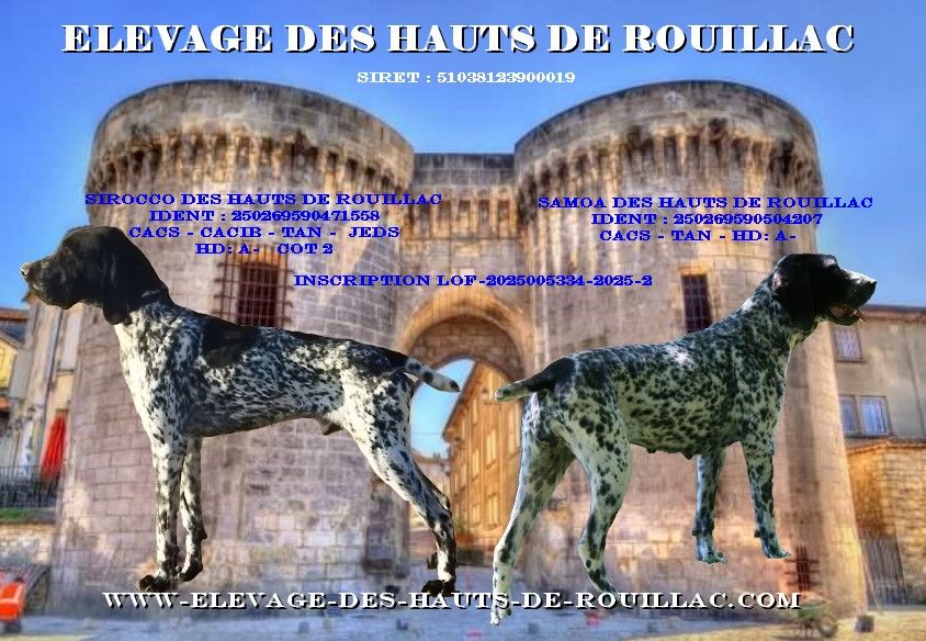 des hauts de rouillac - SAILLIE BRAQUE D'AUVERGNE