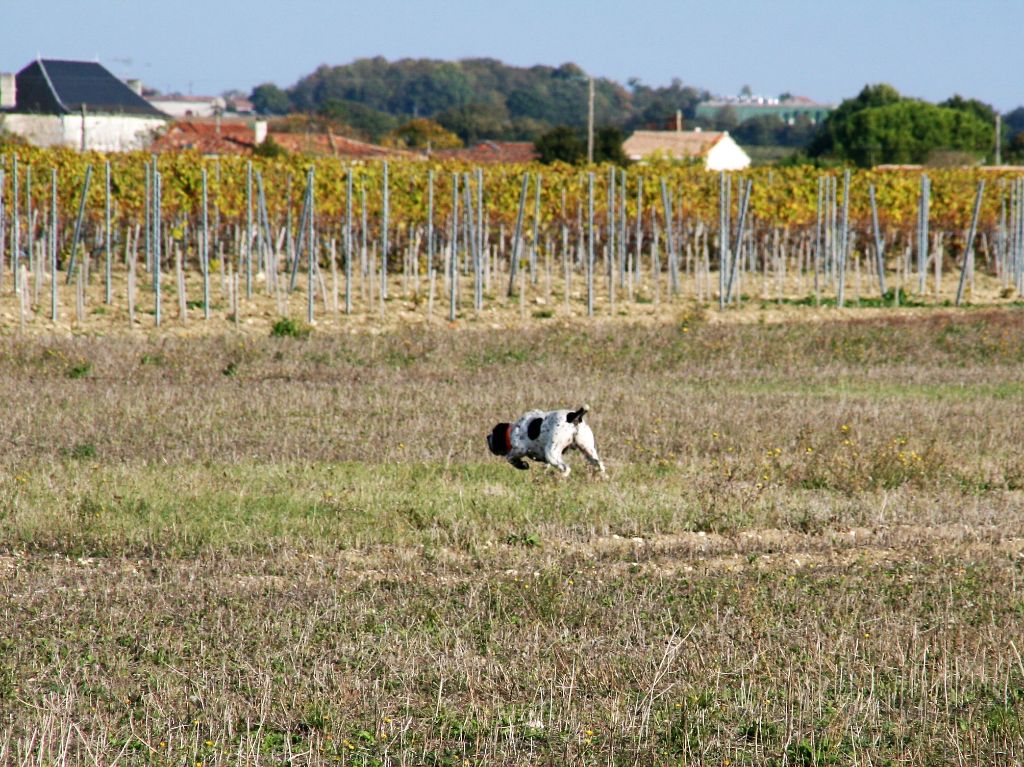 des hauts de rouillac - NOX obtient son TAN 