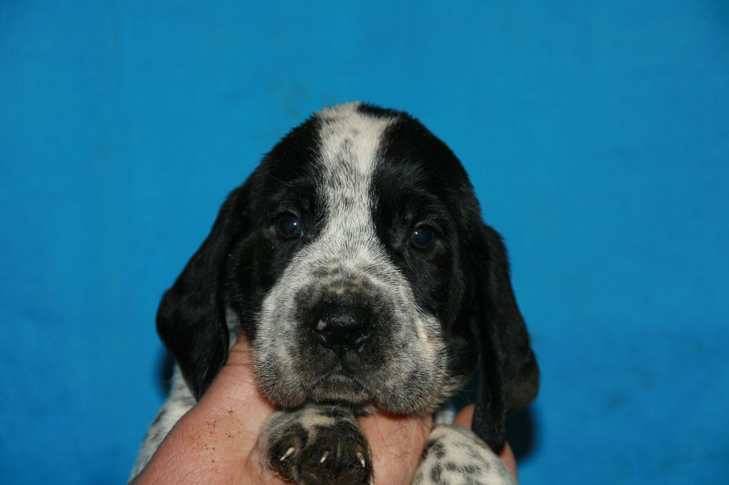 des hauts de rouillac - Chiots disponibles - Braque d'Auvergne