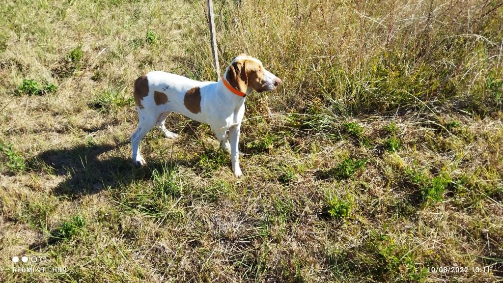 des hauts de rouillac - Chiots disponibles - Braque de l'Ariège