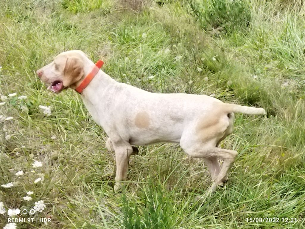 des hauts de rouillac - Chiots disponibles - Braque de l'Ariège