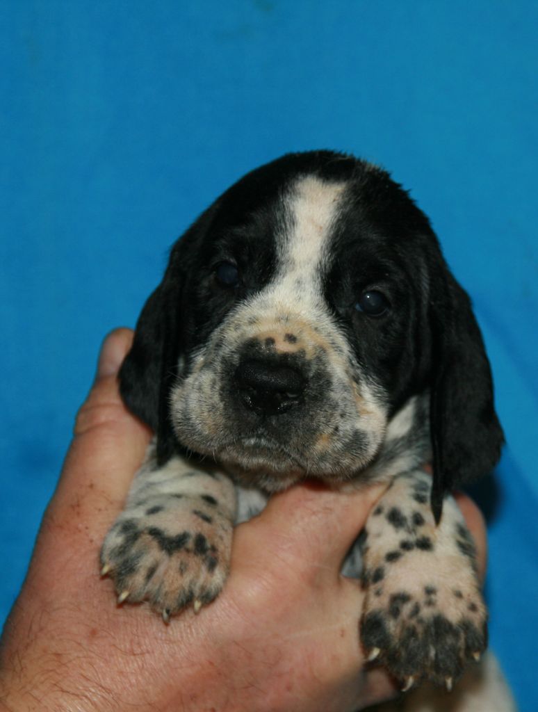 des hauts de rouillac - Chiots disponibles - Braque d'Auvergne