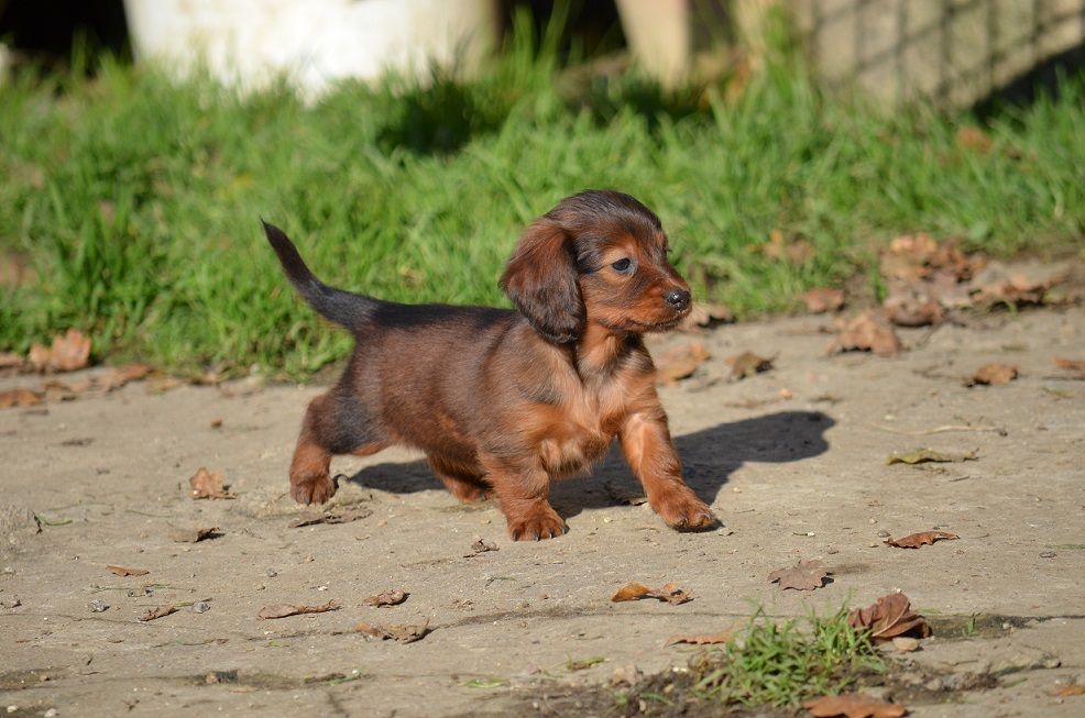 CHIOTS DISPONIBLE A LA RESERVATION