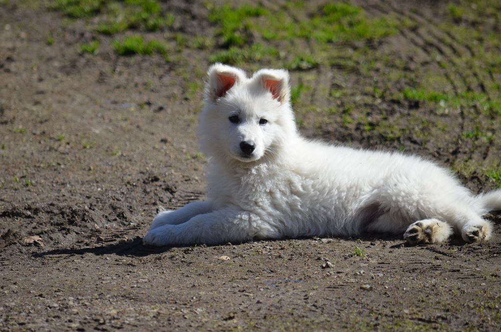 de monesties - Berger Blanc Suisse - Portée née le 02/01/2017