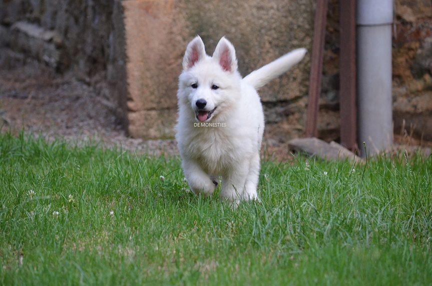 de monesties - Chiots disponibles - Berger Blanc Suisse