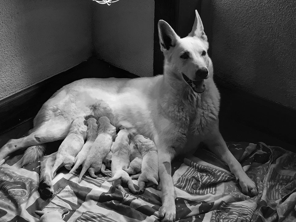 de monesties - Berger Blanc Suisse - Portée née le 14/04/2018